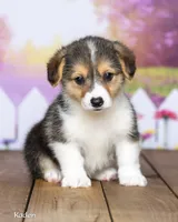 Kaden, a male Pembroke Welsh Corgi for sale in North Adams, MI – 2 of 5