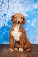 Rosie, a female Miniature Goldendoodle for sale in North Adams, MI – 5 of 5