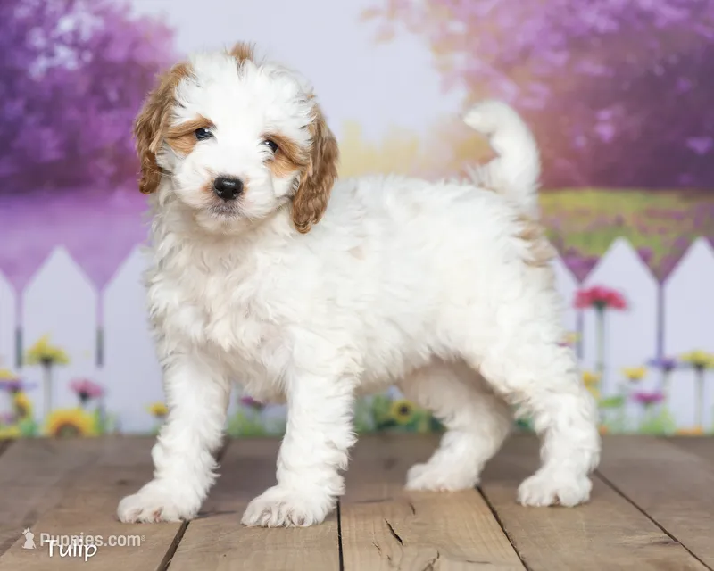 Tulip – Miniature Goldendoodle puppy for sale in North Adams, MI