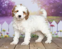 Tulip, a female Miniature Goldendoodle for sale in North Adams, MI – 1 of 5