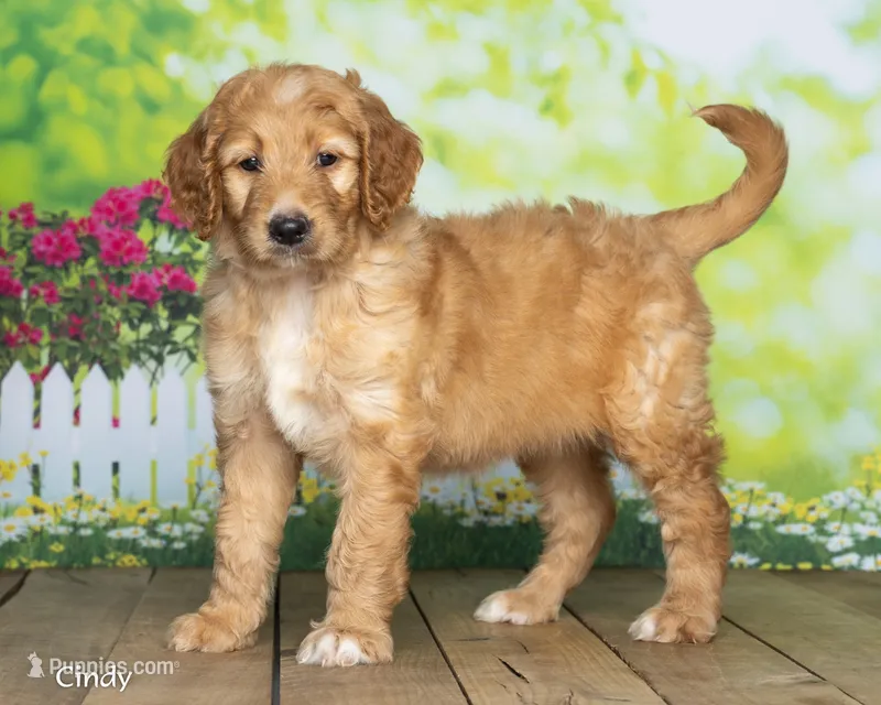 Cindy – Goldendoodle puppy for sale in North Adams, MI