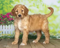 Cindy, a female Goldendoodle for sale in North Adams, MI – 1 of 5