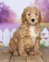 Baxter, a male Miniature Goldendoodle for sale in North Adams, MI – 2 of 5