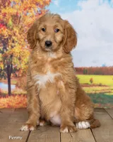 Penny, a female Goldendoodle for sale in North Adams, MI – 3 of 5
