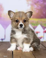 Jazz, a male Pembroke Welsh Corgi for sale in North Adams, MI – 3 of 5