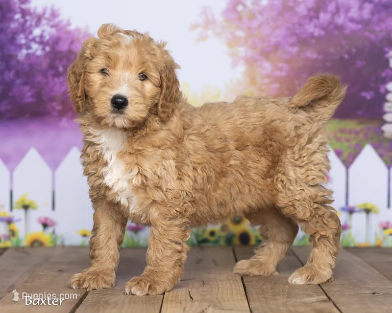 Baxter – Miniature Goldendoodle puppy for sale in North Adams, MI