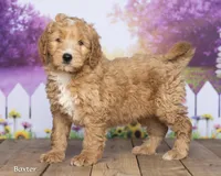 Baxter, a male Miniature Goldendoodle for sale in North Adams, MI – 1 of 5