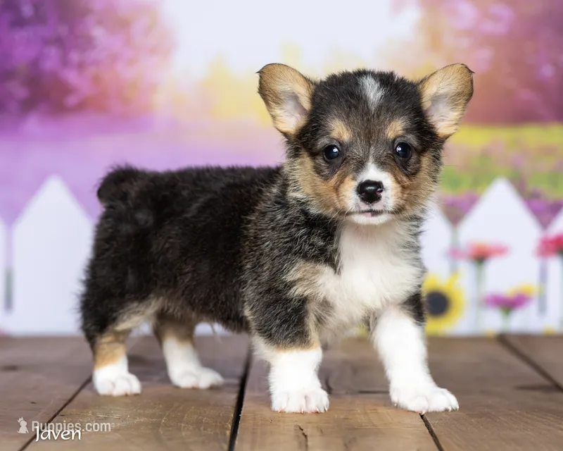 Javen – Pembroke Welsh Corgi puppy for sale in North Adams, MI