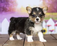 Javen, a male Pembroke Welsh Corgi for sale in North Adams, MI – 1 of 5
