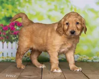 Prince, a male Golden Retriever for sale in North Adams, MI – Photo 1 of 4