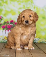 Prince, a male Golden Retriever for sale in North Adams, MI – Photo 2 of 4