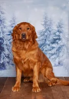 Prince, a male Golden Retriever for sale in North Adams, MI – Photo 4 of 4