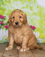 Prince, a male Golden Retriever for sale in North Adams, MI – Photo 3 of 4
