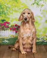 Tillie, a female Goldendoodle for sale in North Adams, MI – Photo 4 of 5