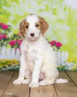 Tillie, a female Goldendoodle for sale in North Adams, MI – Photo 3 of 5