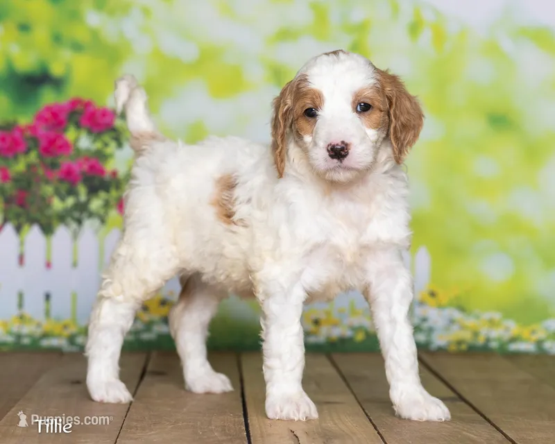 Tillie – Goldendoodle puppy for sale in North Adams, MI