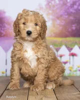 Baxter, a male Miniature Goldendoodle for sale in North Adams, MI – 3 of 5