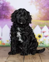 Max, a female Cavapoo for sale in North Adams, MI – 3 of 5