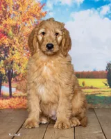 Scout, a male Goldendoodle for sale in North Adams, MI – 2 of 5