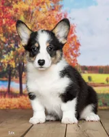 Jax, a male Pembroke Welsh Corgi for sale in North Adams, MI – 2 of 5