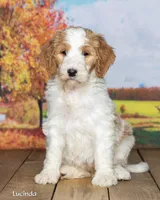 Lucinda, a female Goldendoodle for sale in North Adams, MI – 3 of 5