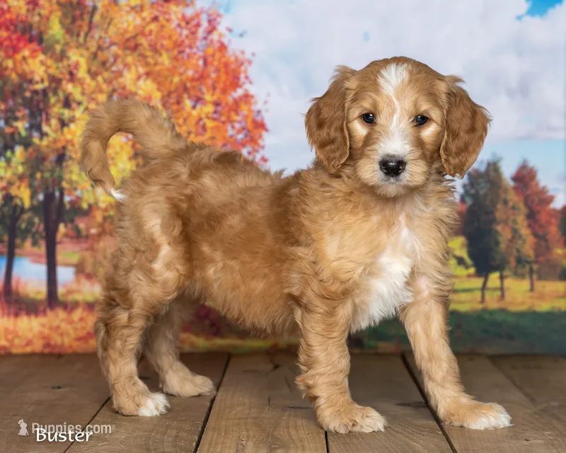 Rufus – Goldendoodle puppy for sale in North Adams, MI