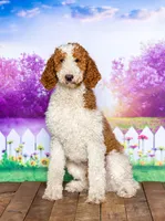 Faith, a female Goldendoodle for sale in North Adams, MI – 5 of 5