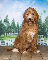 Cooper, a male Goldendoodle for sale in North Adams, MI – 2 of 5