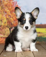 Jax, a male Pembroke Welsh Corgi for sale in North Adams, MI – 3 of 5