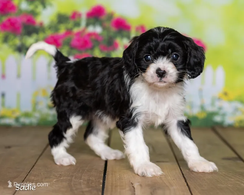 Sadie – Cavapoo puppy for sale in North Adams, MI