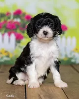 Sadie, a female Cavapoo for sale in North Adams, MI – Photo 2 of 5