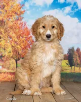 Cassie, a female Goldendoodle for sale in North Adams, MI – 3 of 5