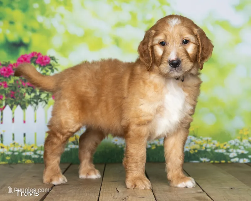 Travis – Goldendoodle puppy for sale in North Adams, MI
