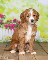 Cash, a male Goldendoodle for sale in North Adams, MI – Photo 2 of 5