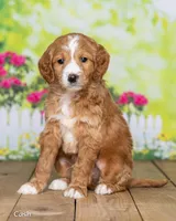 Cash, a male Goldendoodle for sale in North Adams, MI – Photo 3 of 5