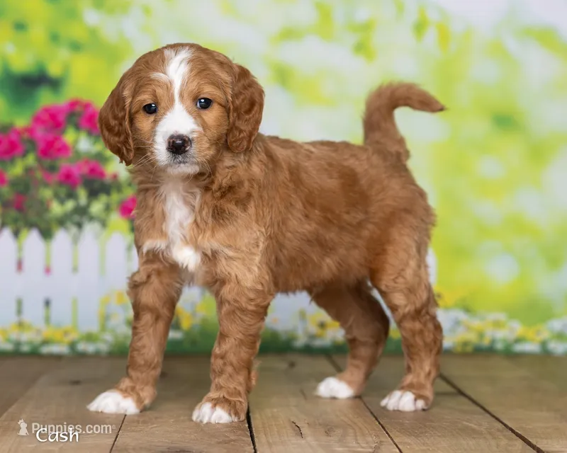 Cash – Goldendoodle puppy for sale in North Adams, MI