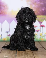 Kayla, a female Cavapoo for sale in North Adams, MI – 2 of 5