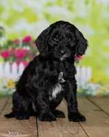 Jerry, a male Cavapoo for sale in North Adams, MI – Photo 2 of 5