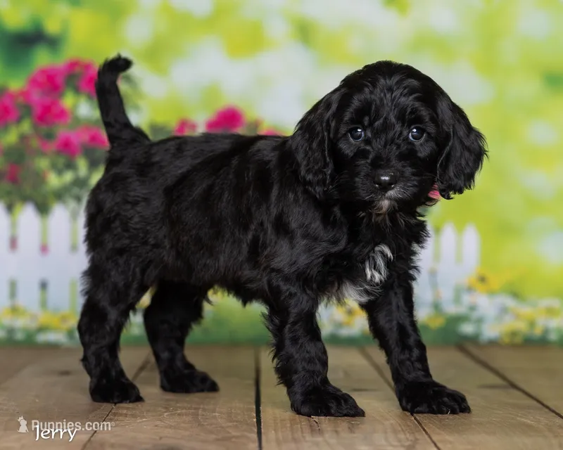 Jerry – Cavapoo puppy for sale in North Adams, MI
