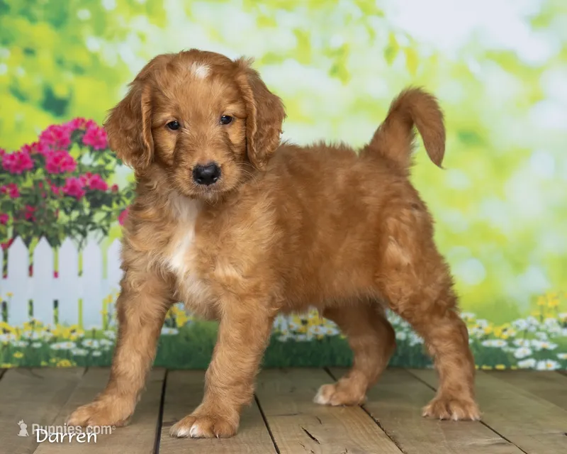 Darron – Goldendoodle puppy for sale in North Adams, MI