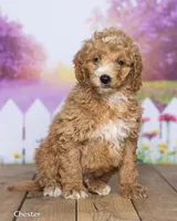 Chester, a male Miniature Goldendoodle for sale in North Adams, MI – 2 of 5