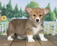Dolly, a female Pembroke Welsh Corgi for sale in North Adams, MI – 1 of 5