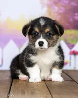 Terry, a male Pembroke Welsh Corgi for sale in North Adams, MI – 2 of 5