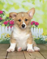 Lizzie, a female Pembroke Welsh Corgi for sale in North Adams, MI – 3 of 5