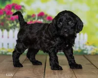 Lady, a female Cavapoo for sale in North Adams, MI – Photo 1 of 5