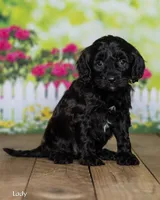 Lady, a female Cavapoo for sale in North Adams, MI – Photo 2 of 5