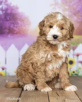 Elizabeth, a female Miniature Goldendoodle for sale in North Adams, MI – 2 of 5