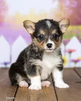 Javen, a male Pembroke Welsh Corgi for sale in North Adams, MI – 2 of 5