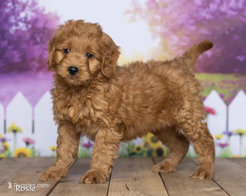 Rosie – Miniature Goldendoodle puppy for sale in North Adams, MI