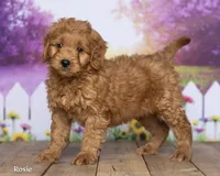 Rosie, a female Miniature Goldendoodle for sale in North Adams, MI – 1 of 5